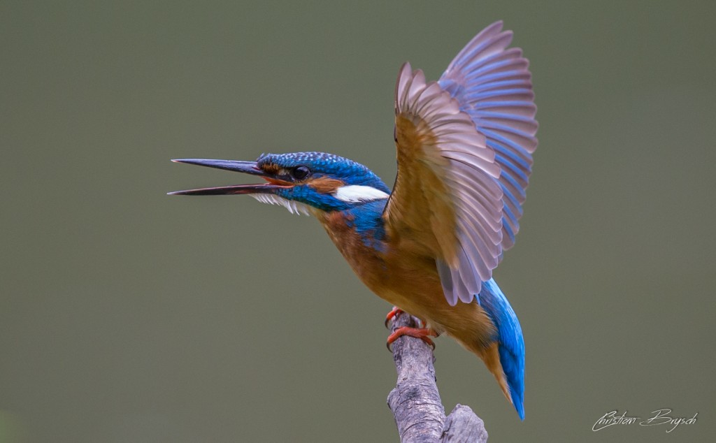Kingfisher - Alcedo atthis - Eisvogel