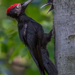 Black Woodpecker christian brysch nature enthusiastic