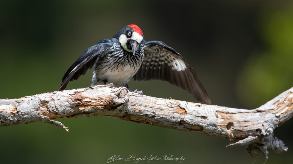 Acorn Woodpecker - Eichelspecht - Melanerpes formicivorus